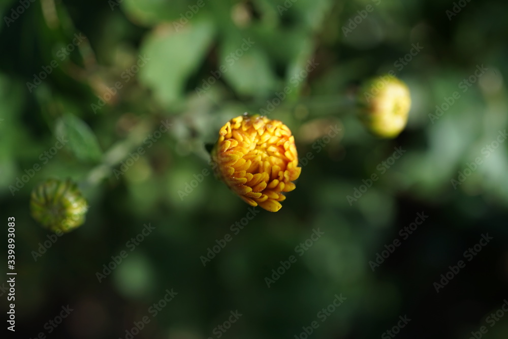 菊 菊