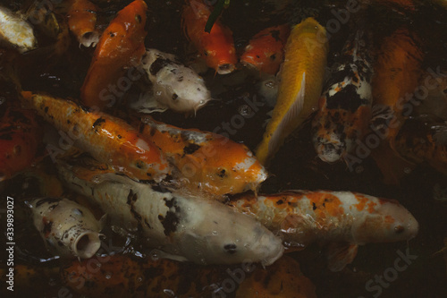 ryby ryba zbiornik akwarium złota ryba