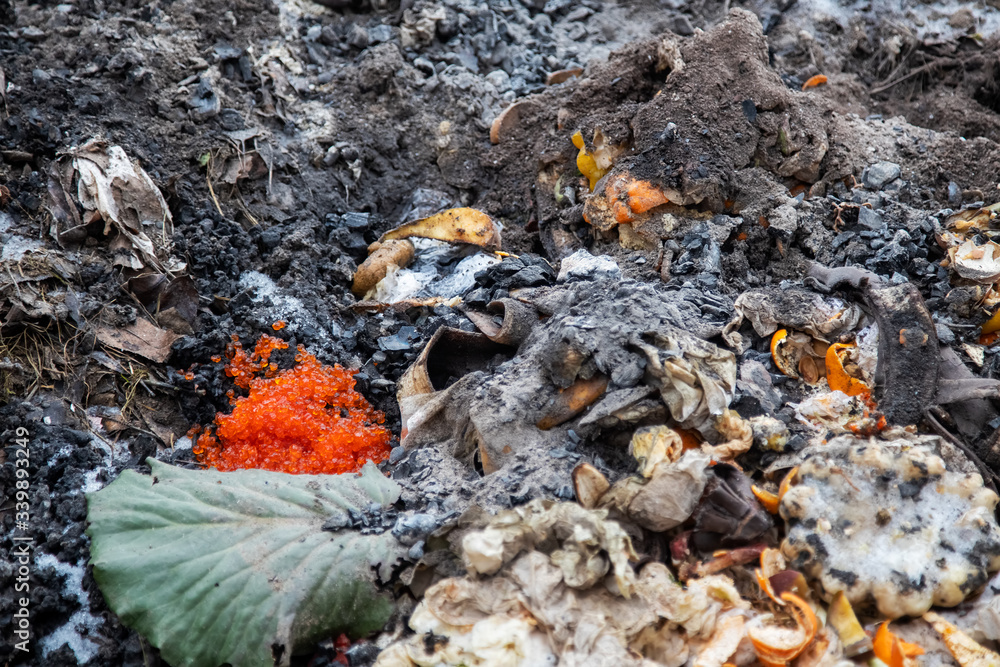 salmon roe on the shore of the reservoir died due to poor ecology and environmental pollution.close up, soft focus.