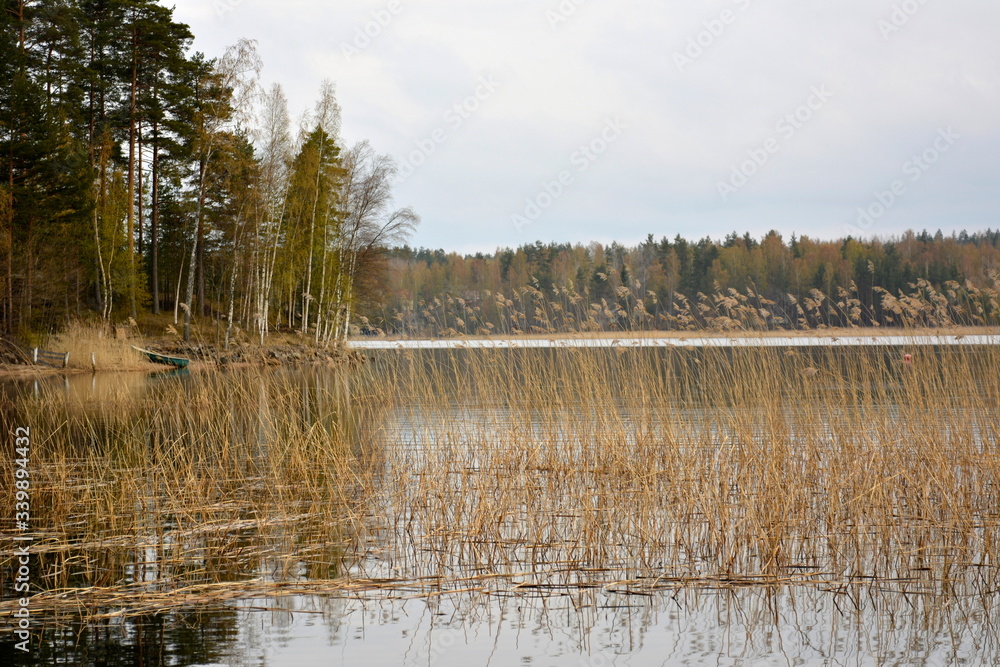 Dry grass in lake water with dark forest on background.