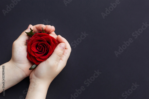 red rose in children's hands on a black background. Concept heart, blood protection of women children. Tenderness hiding from threats.  Mother's Day, February 14th. Symbolic trust love health security photo