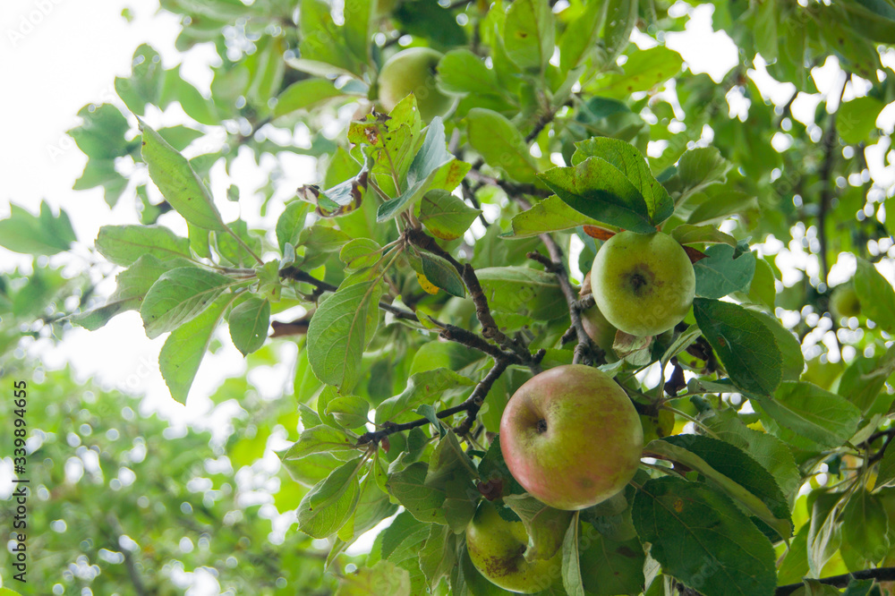 Magical garden of paradise - apples on branches. Caucasus, mountains, summer.