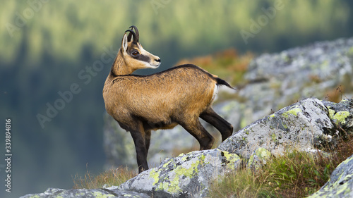 Photography Alert tatra chamois, rupicapra rupicapra tatrica, standing on rocky horizon in mountains and looking behind