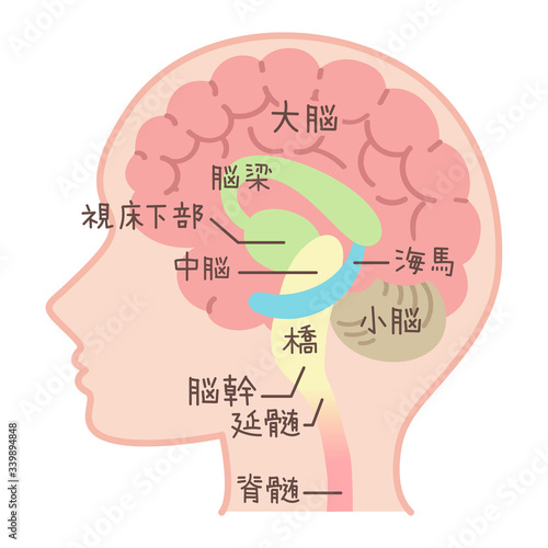 脳の図表（医療・説明図・脳のしくみ・文字入り）