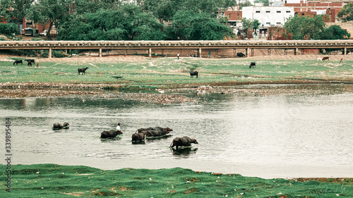 Vue sur des buffles prenant le bain dans une rivière photo