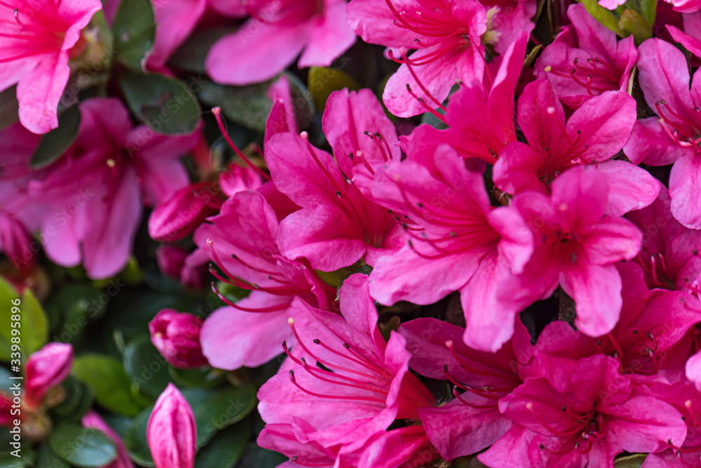 Azalea Azalea