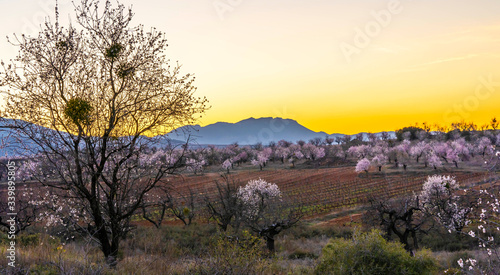 almond trees in spring  fields with white flowers at sunset