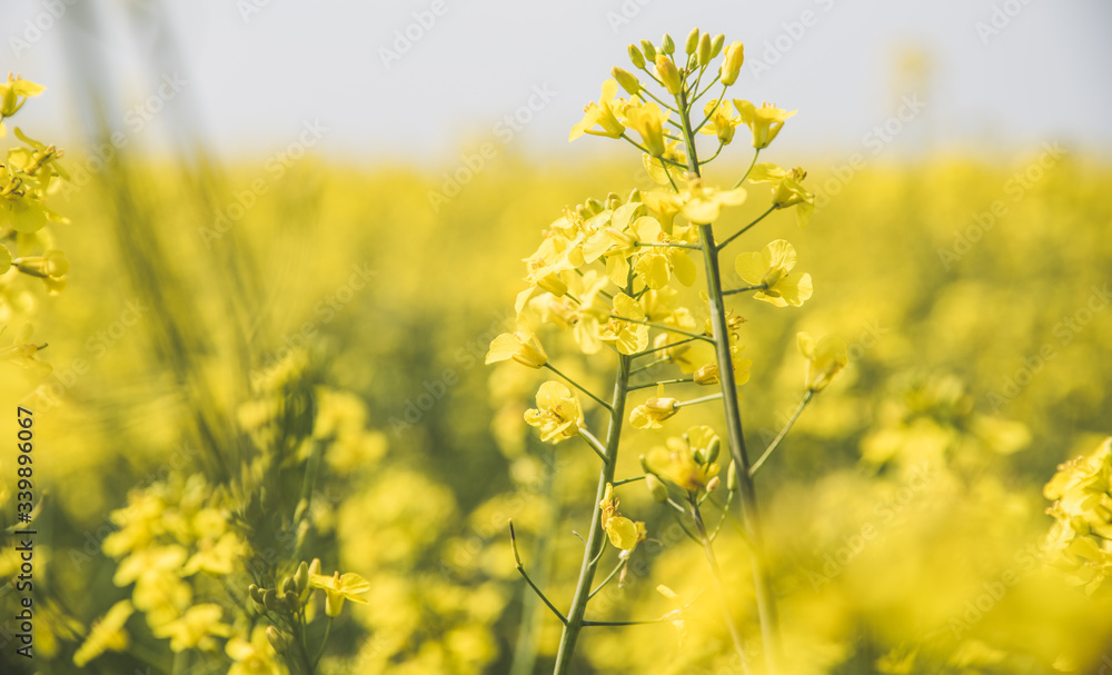 Fototapeta premium field of yellow Rapeseed flowers