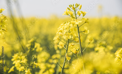 field of yellow Rapeseed flowers