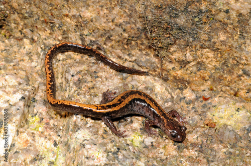 Gold-striped salamander from Portugal / Goldstreifen-Salamander (Chioglossa lusitanica) aus Portugal  photo