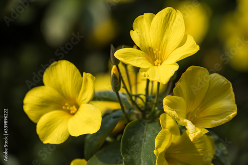 Winter Jasmine; Yellow flowers