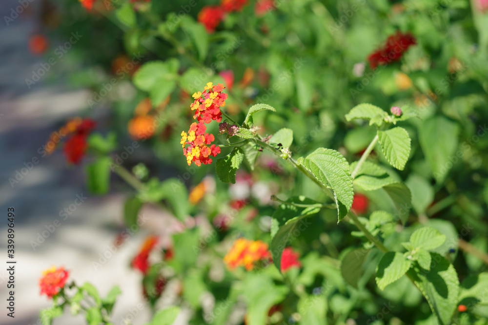 Yellow, Orange and Red Flower Lantana Camara: Beautiful Flowering Plant