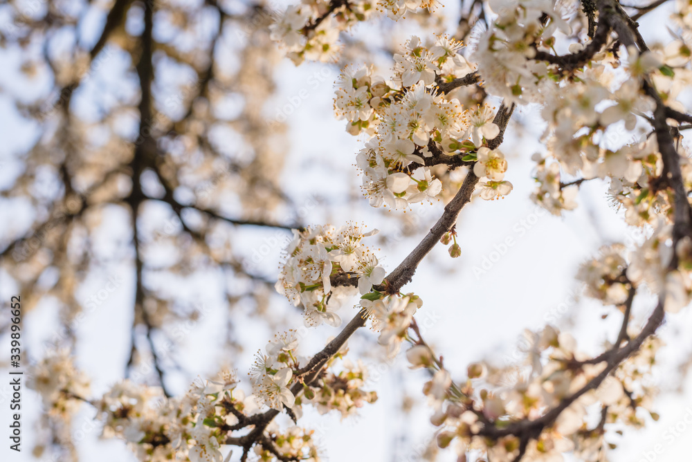 Branches of blossoming cherry in the spring. Bloom. Natural background