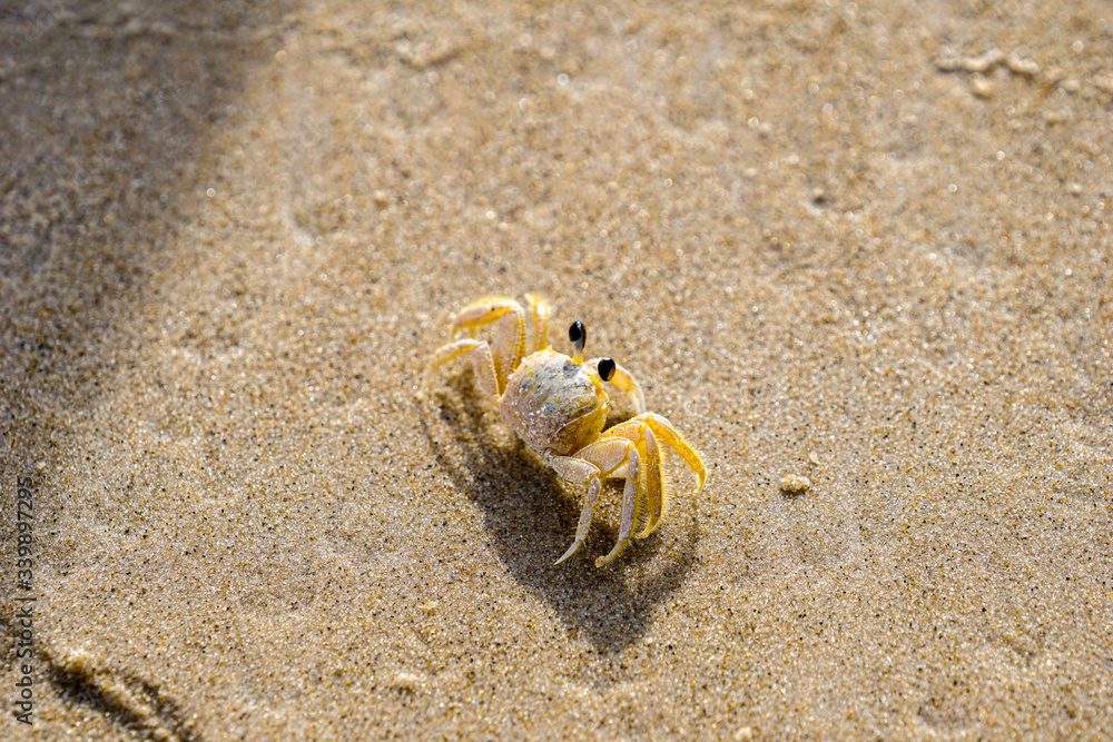 crab on the beach