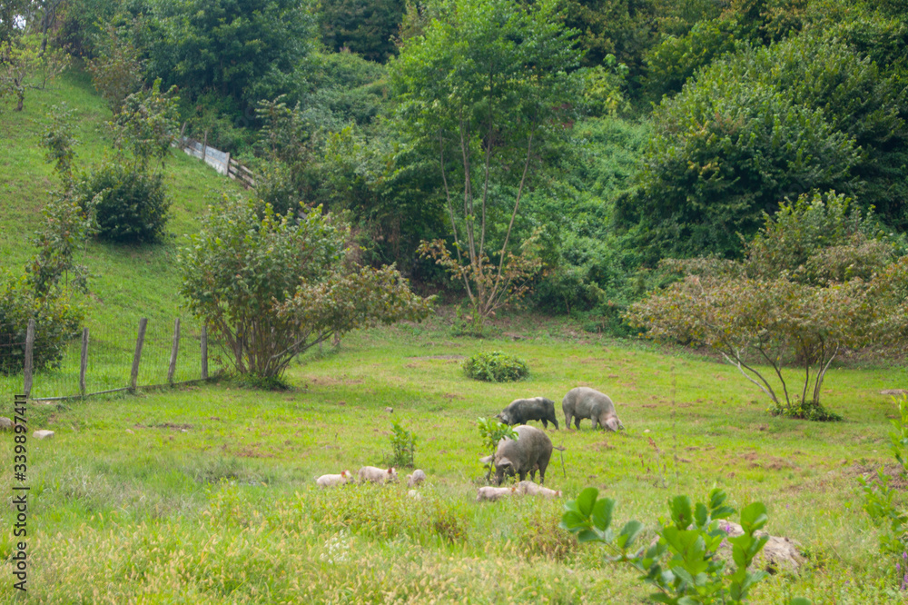 Wild boars with small cubs peacefully graze on a green meadow in the mountains next to human shelter. Wild boars with small cubs peacefully graze on a green meadow in the mountains next to human shelter.