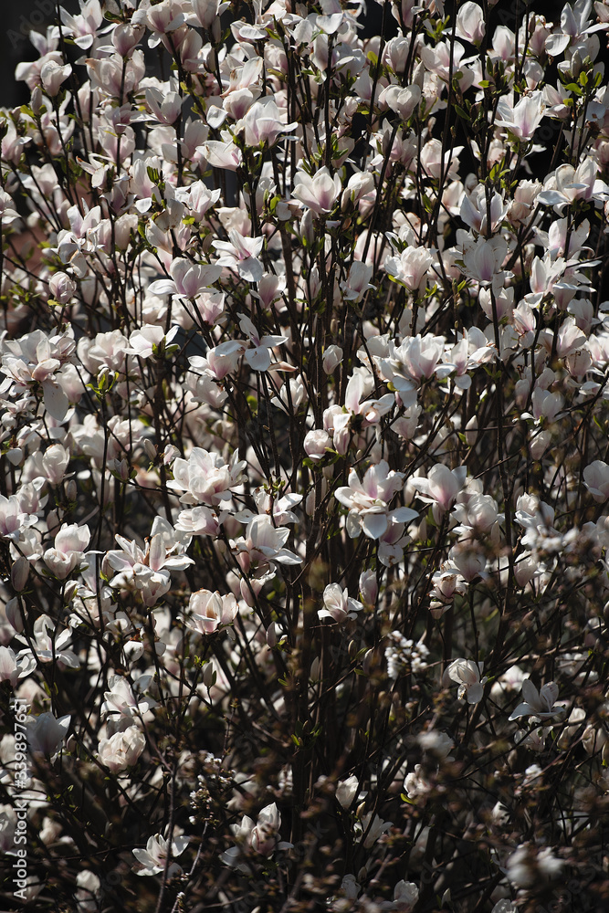 tree branches are strewn with flowers, many flowers fill the whole frame, the tree grows in Switzerland tree branches are strewn with flowers, many flowers fill the whole frame, the tree grows in Switzerland