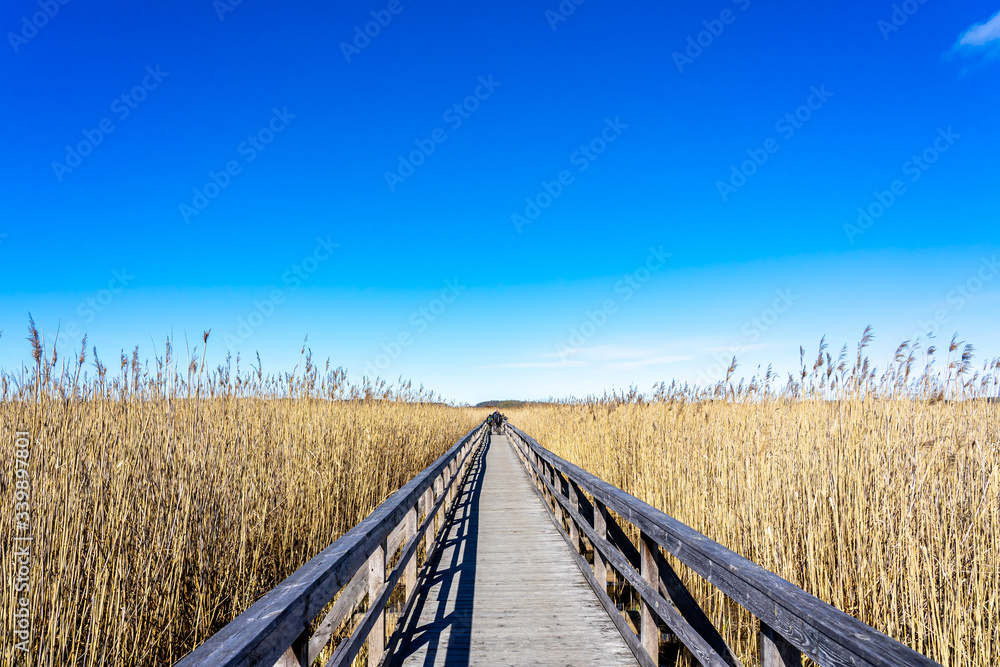 Wooden path with tall reed on both sides. Clear blue sky. Wooden path with tall reed on both sides. Clear blue sky.