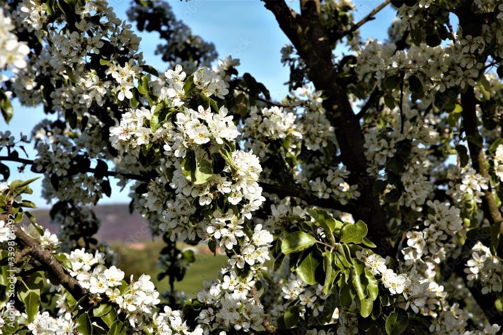 Apfelblüten