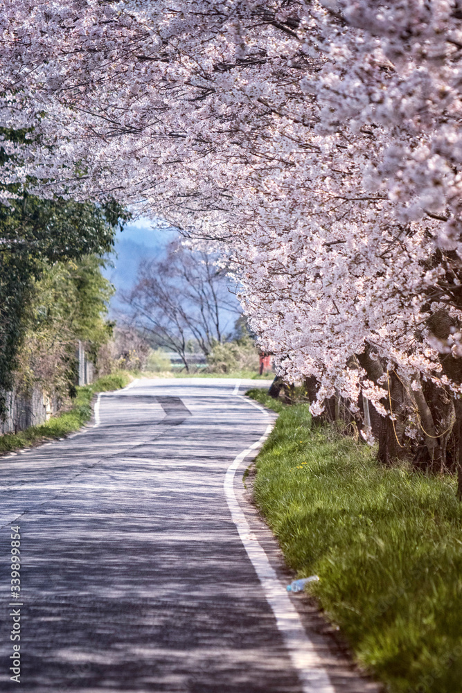 満開の桜並木と道路の木洩れ日美しい景色