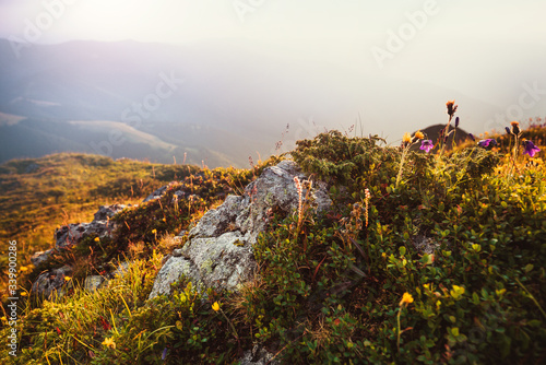 View of beautiful spring flowers at sunlight and mountains at the distance. Selective focus and vintage effect. Concept awakening nature. © vovik_mar