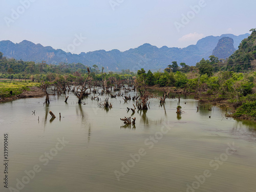 Tree trunks in the green river. A lot of trees in the river.