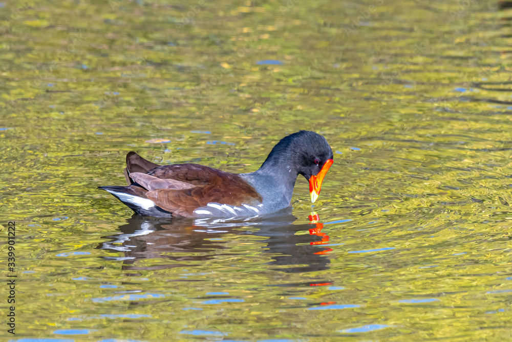 A Common Gallinule (Gallinula galeata) swimming on the water's surface in the Merritt Island National Wildlife Refuge, Florida, USA. A Common Gallinule (Gallinula galeata) swimming on the water's surface in the Merritt Island National Wildlife Refuge, Florida, USA.
