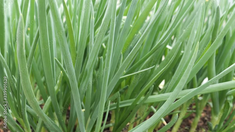 thick green onions grow in the greenhouse thick green onions grow in the greenhouse