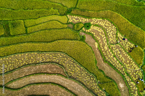 Beautiful step of rice terrace paddle field in sunset and dawn at Tu Le valle...