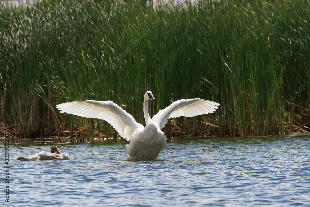 Fototapeta premium Trumpeter swan setting its wings