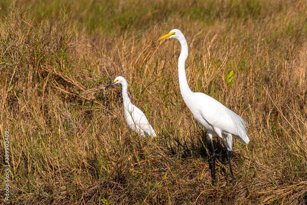 Obraz premium A Snowy Egret (Egretta thula) and a Great Egret (Ardea alba) stand side by side in the grasses of the Merritt Island National Wildlife Refuge, Florida, USA.