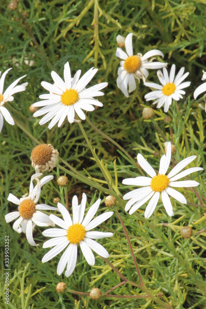 Obraz premium daisies in the garden Sun Flower