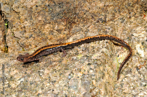 Gold-striped salamander / Goldstreifen-Salamander (Chioglossa lusitanica)  photo