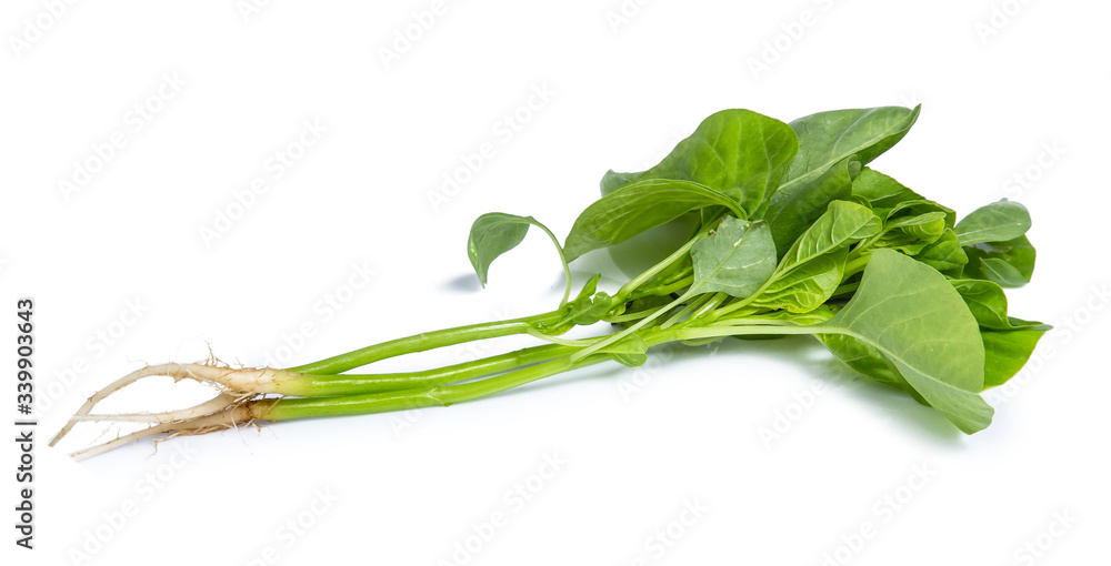 spinach vegetable isolated on white background clipping path spinach vegetable isolated on white background clipping path