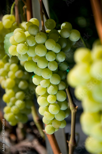 Winogron biały w winnicy