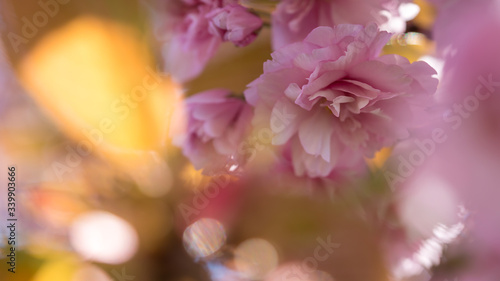 Pink cherry tree blossoms in spring © DZiegler