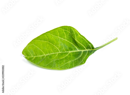 spinach vegetable isolated on white background clipping path