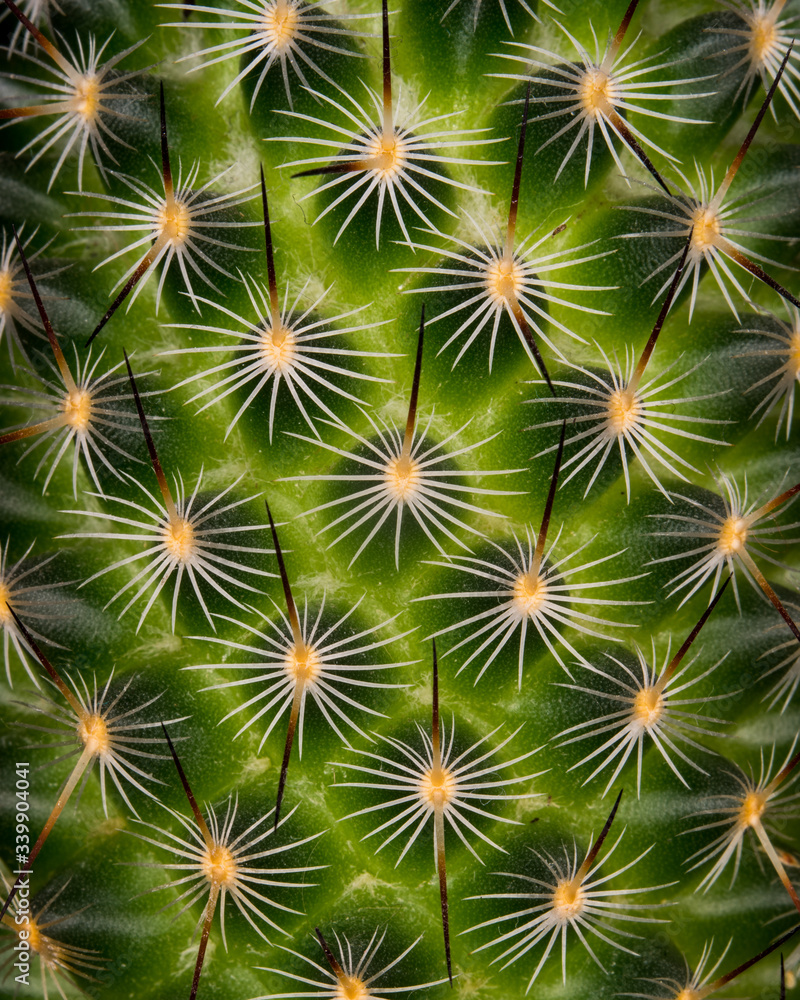Cactus Macro Cactus Macro