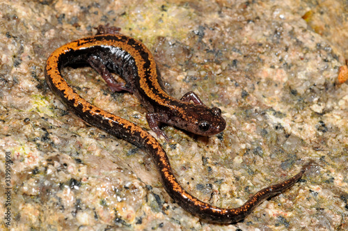 Gold-striped salamander / Goldstreifen-Salamander (Chioglossa lusitanica)  photo