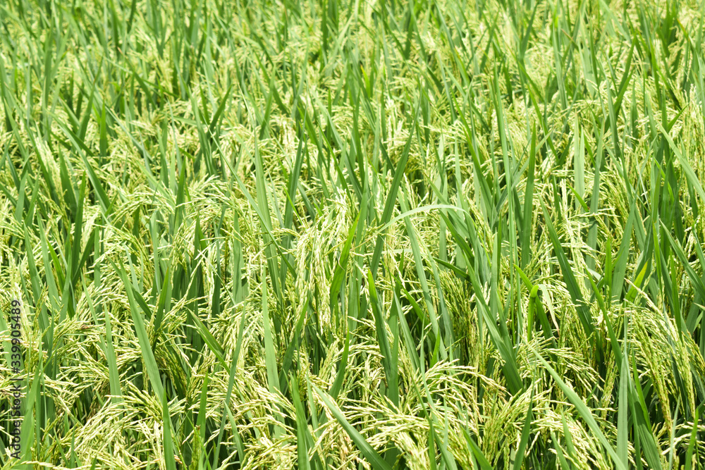 Aerial view of a beautiful green color paddy field with full of rice tree Aerial view of a beautiful green color paddy field with full of rice tree