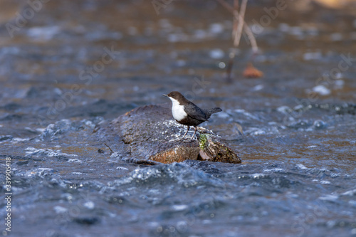 Dipper (Cinclus cinclus) photo