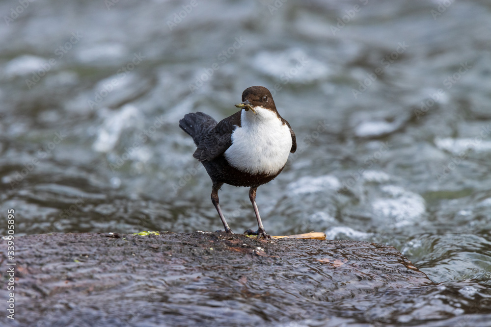 Dipper (Cinclus cinclus)