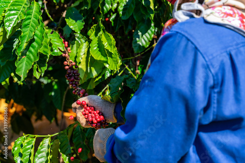 Robusta and arabica coffee berries with agriculturist hands, Gia Lai, Vietnam 