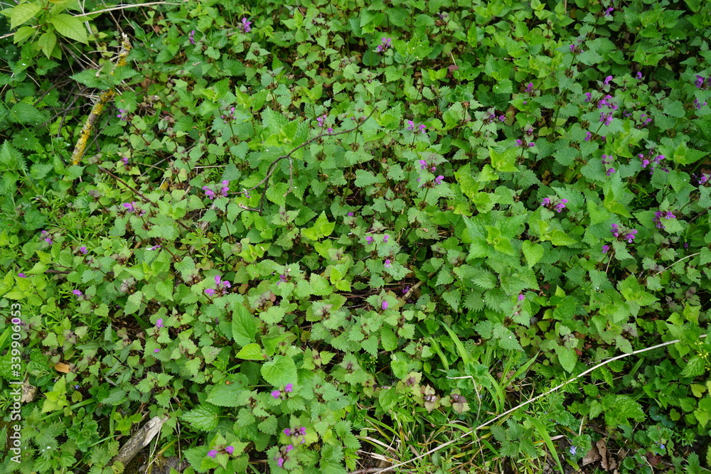 Obraz premium lila Waldblümchen im April