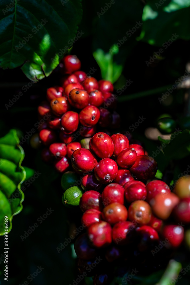 Arabica and Robusta tree in Coffee plantation, Gia Lai, Vietnam.