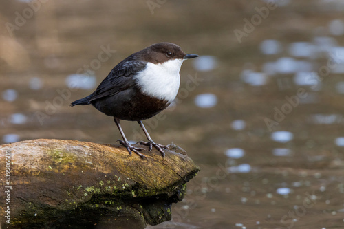 Dipper (Cinclus cinclus) photo