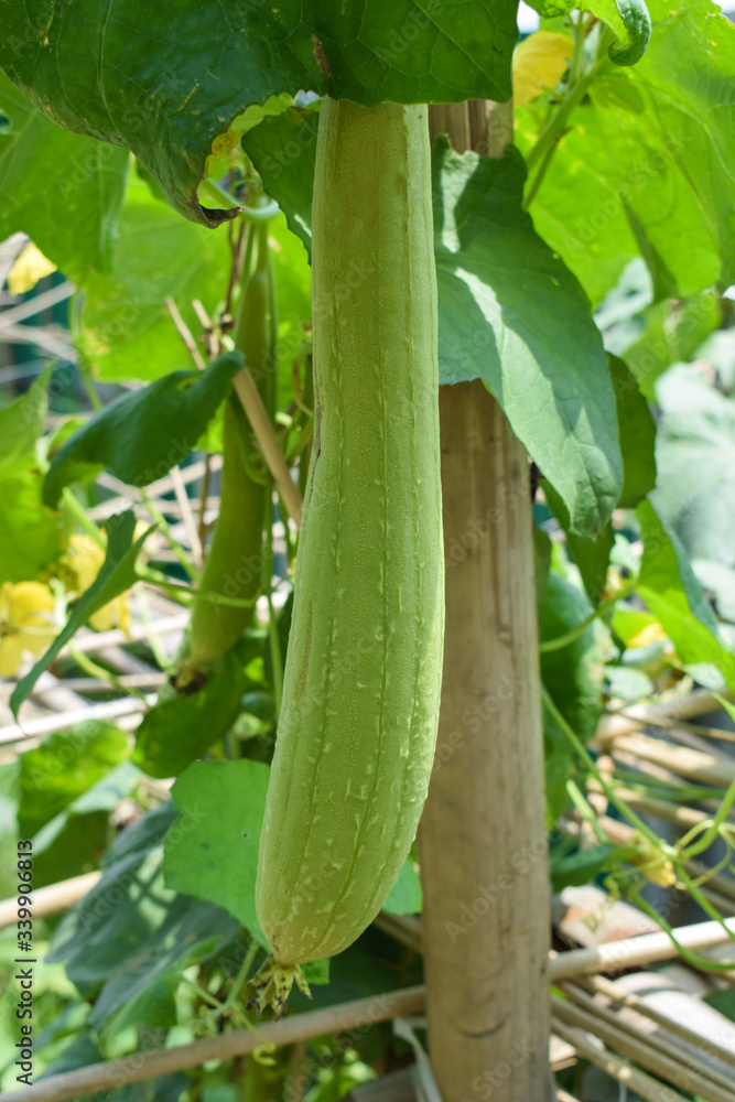 One beautiful green colored tall bottle gourd hanging from a wooden fence One beautiful green colored tall bottle gourd hanging from a wooden fence