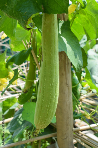 One beautiful green colored tall bottle gourd hanging from a wooden fence