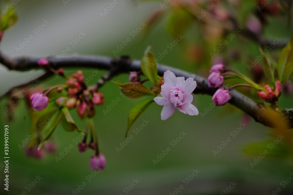 Beautiful flowering Japanese cherry - Sakura. Flower Sakura close up. Beautiful cherry blossom. Isolated cherry flower on Sakura tree. Delicate pink sakura flower with pearl leaves. Beautiful flowering Japanese cherry - Sakura. Flower Sakura close up. Beautiful cherry blossom. Isolated cherry flower on Sakura tree. Delicate pink sakura flower with pearl leaves.