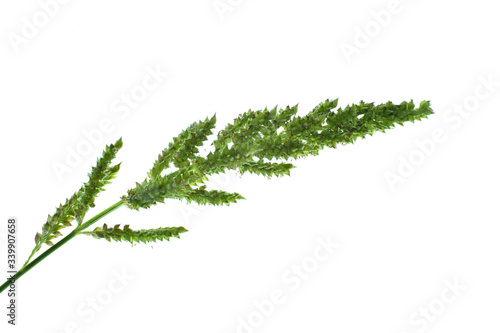 Single green colored rice tree placed before a white isolated background