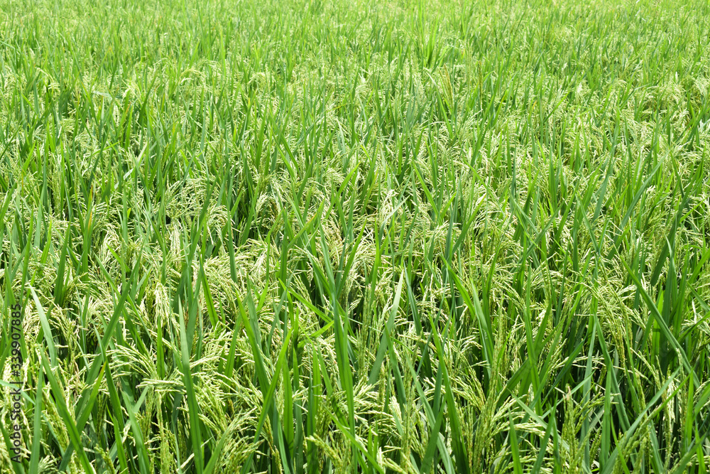 Top view of a beautiful green color paddy field with full of rice tree Top view of a beautiful green color paddy field with full of rice tree